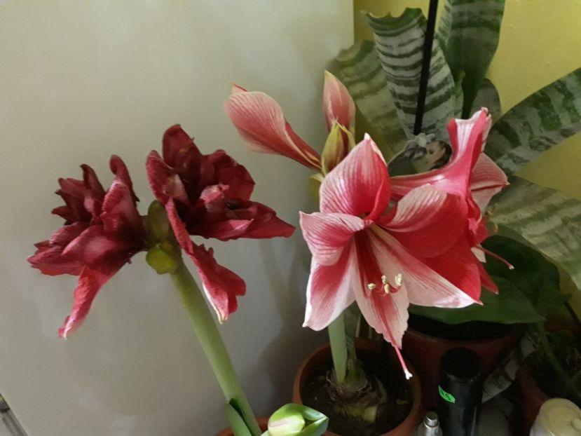 20180130_072132[1] - Amarilisii mei