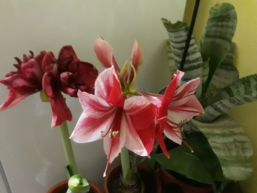 20180130_072140[1] - Amarilisii mei