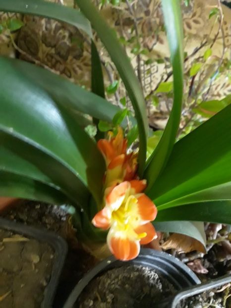 20180130_072031[1] - clivia