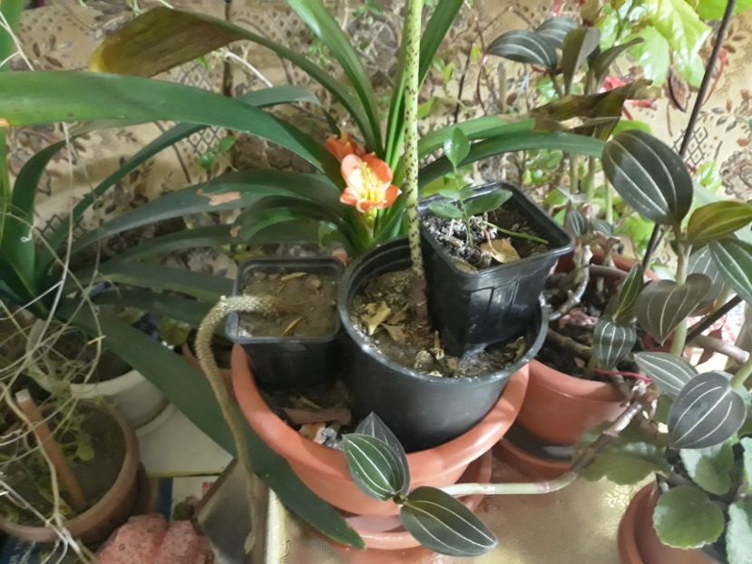 20180130_072057[1] - Florile mele