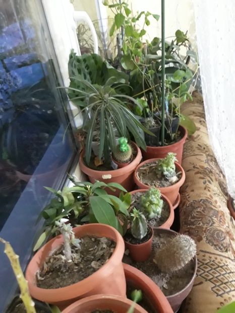 20180130_072115[1] - Florile mele