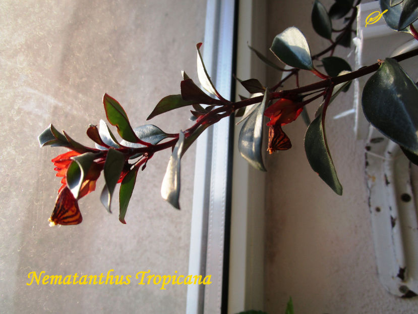 Nematanthus Tropicana(30-01-2018) - Gesneriaceae 2018