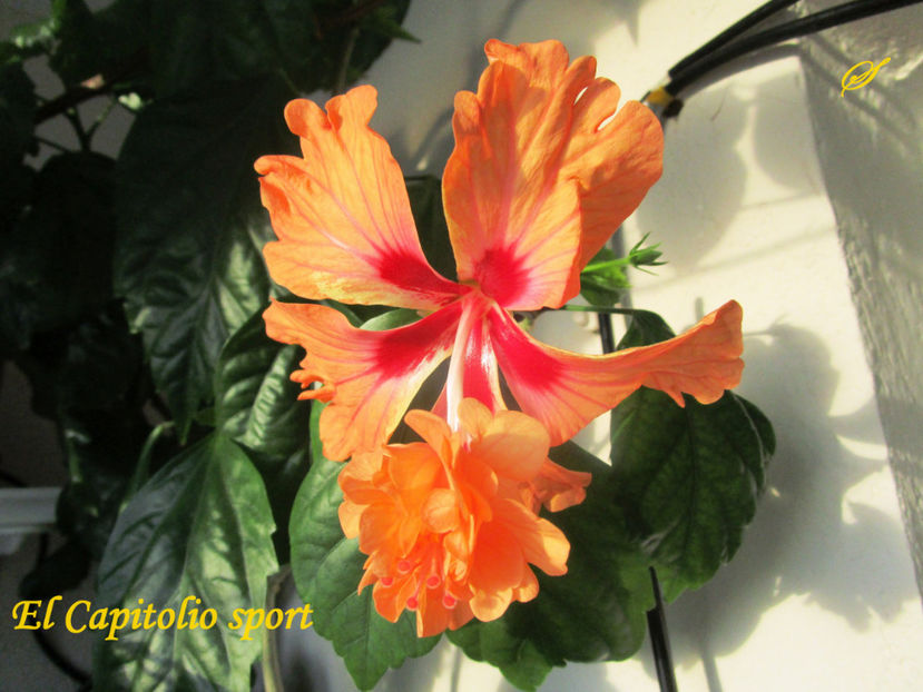 El Capitolio sport(30-01-2018) - Hibiscusi 2018