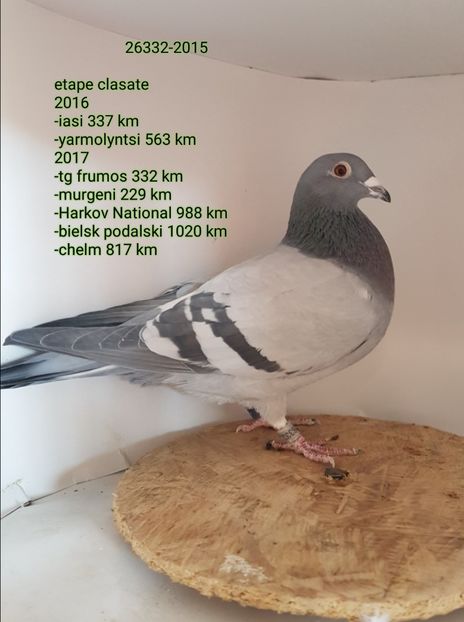  - 5-Cativa porumbei din lotul de zbor 2018