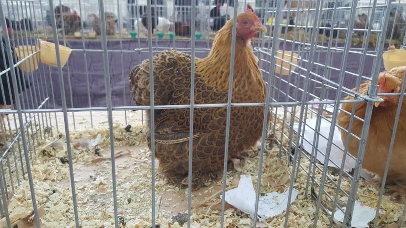  - Expo locala sebes 2018