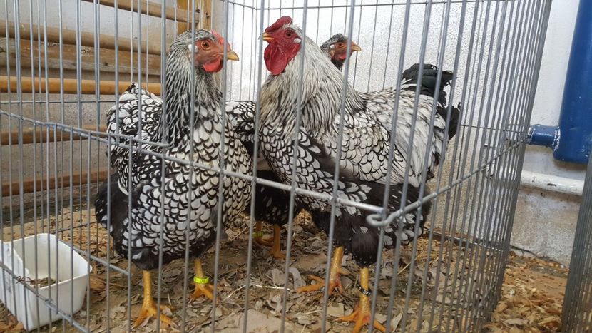  - Expo locala sebes 2018