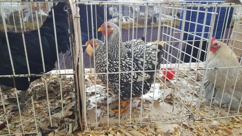  - Expo locala sebes 2018