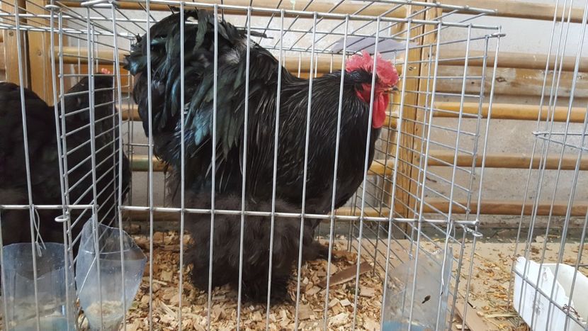  - Expo locala sebes 2018