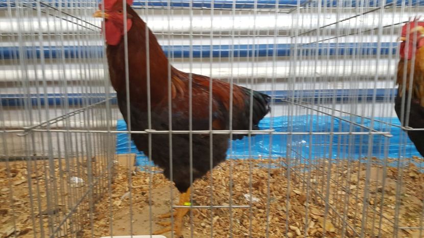  - Expo locala sebes 2018