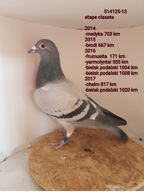 textgram_1517300726 - 5-Cativa porumbei din lotul de zbor 2018