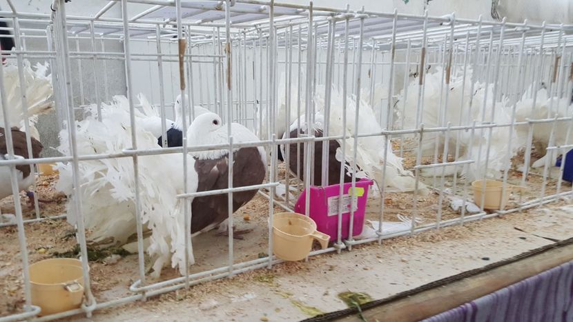  - Expo locala sebes 2018