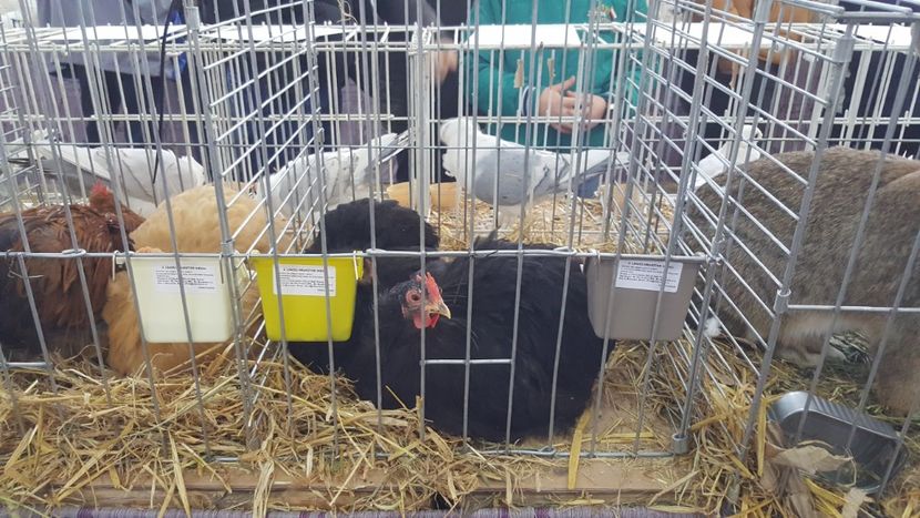  - Expo locala sebes 2018