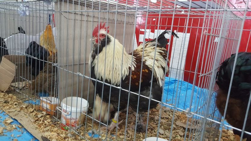  - Expo locala sebes 2018