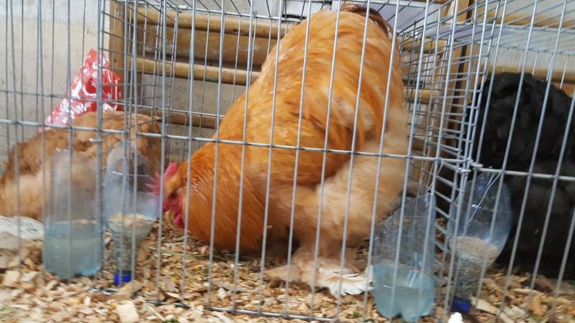  - Expo locala sebes 2018