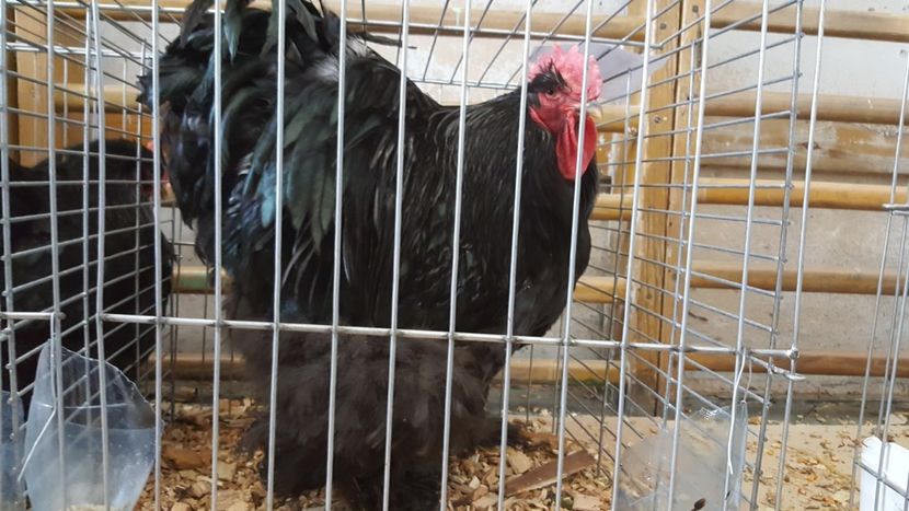  - Expo locala sebes 2018