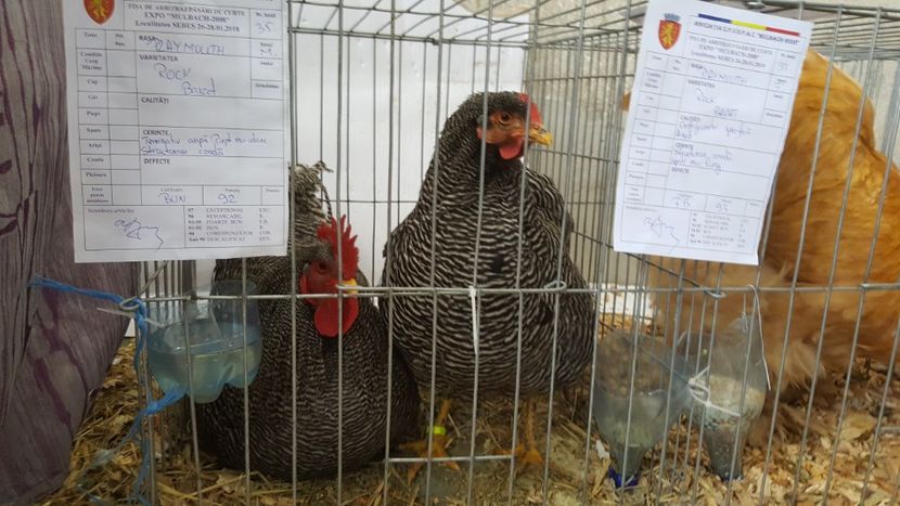  - Expo locala sebes 2018