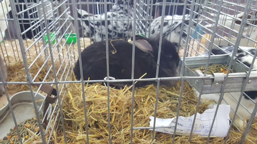  - Expo locala sebes 2018