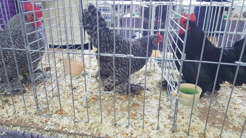  - Expo locala sebes 2018