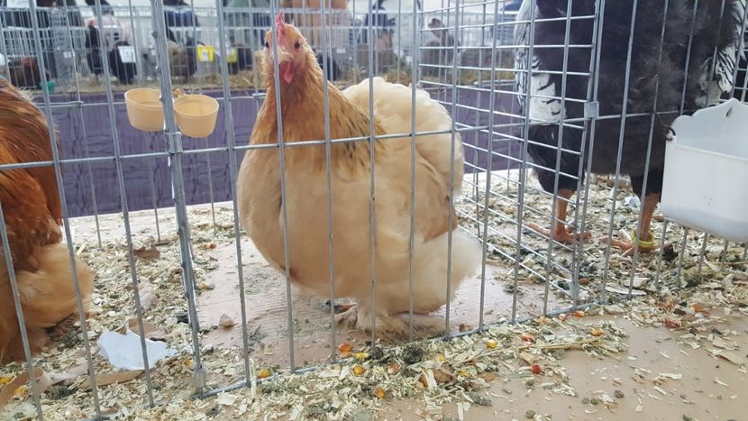  - Expo locala sebes 2018