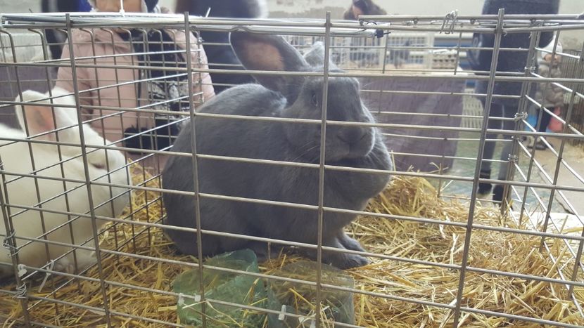  - Expo locala sebes 2018