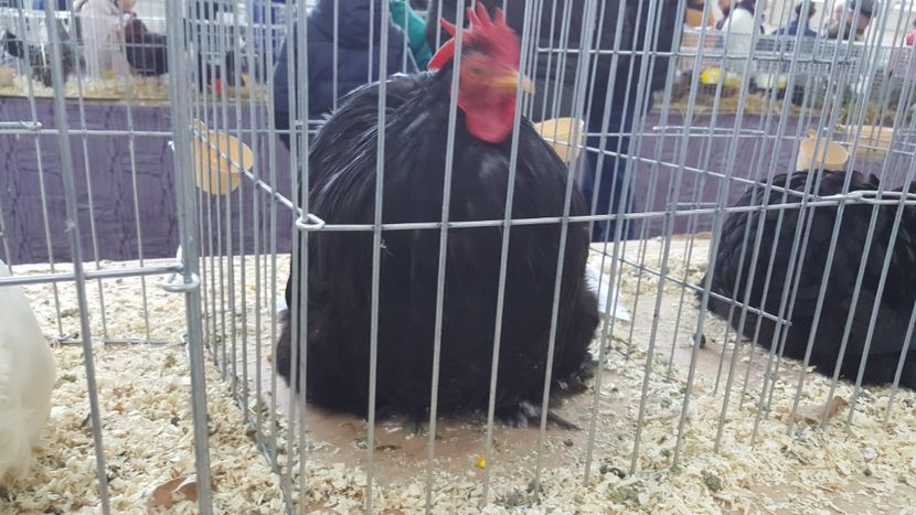  - Expo locala sebes 2018