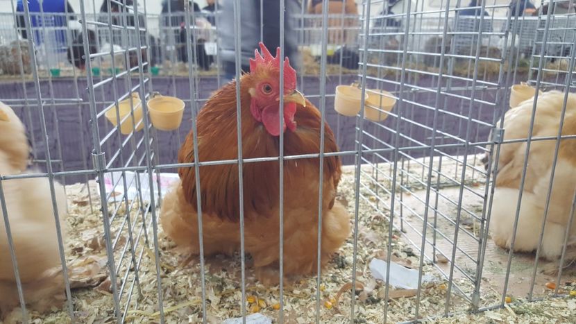  - Expo locala sebes 2018