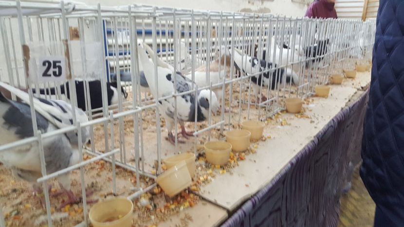  - Expo locala sebes 2018