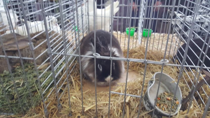  - Expo locala sebes 2018