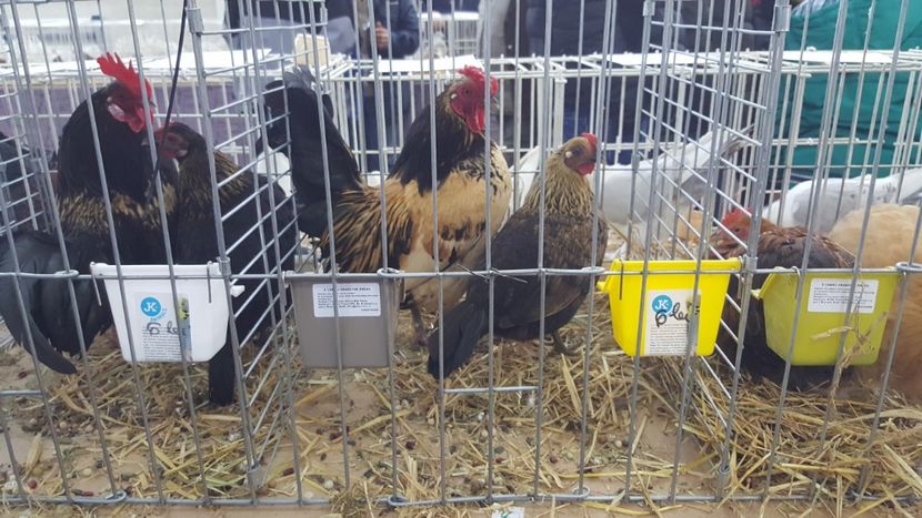  - Expo locala sebes 2018