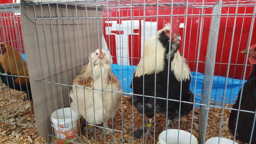  - Expo locala sebes 2018