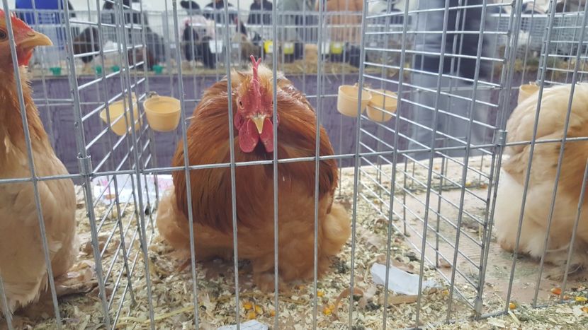  - Expo locala sebes 2018