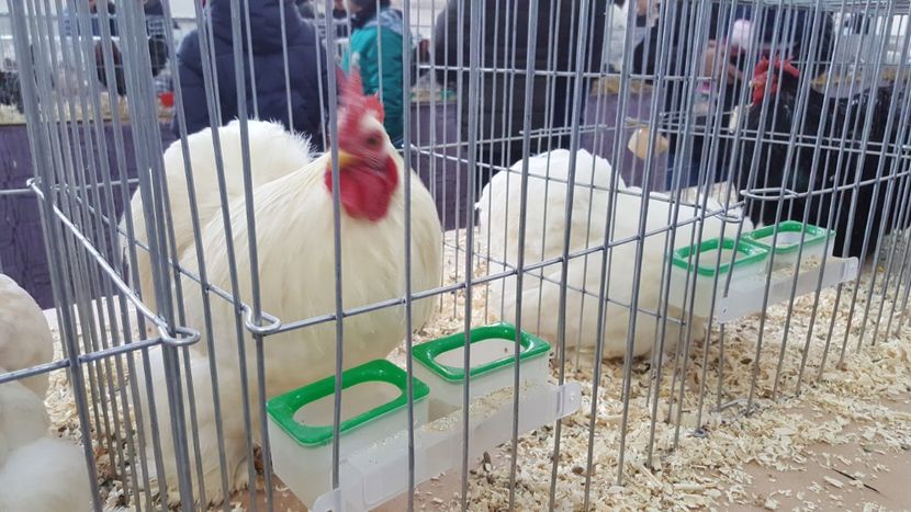  - Expo locala sebes 2018