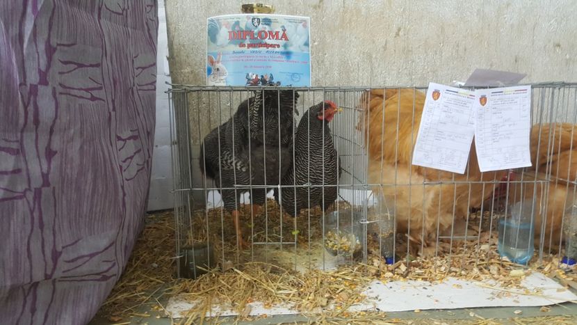  - Expo locala sebes 2018