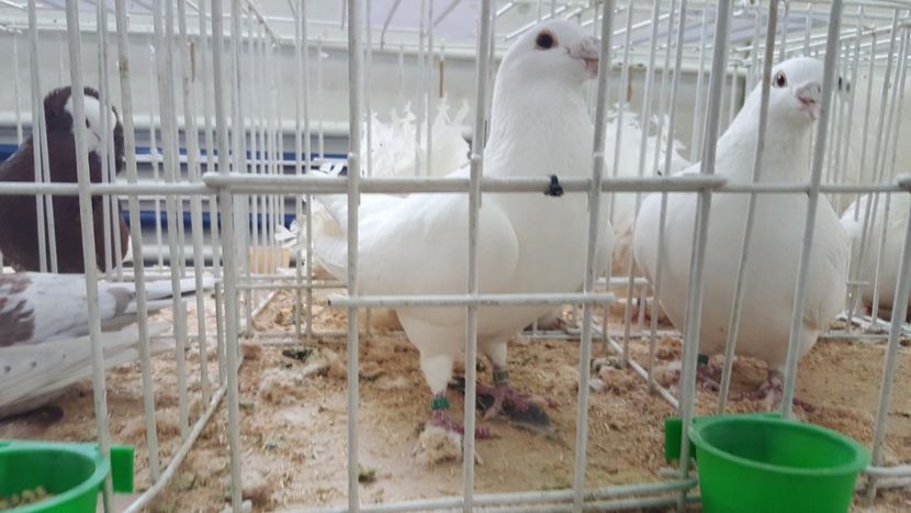  - Expo locala sebes 2018