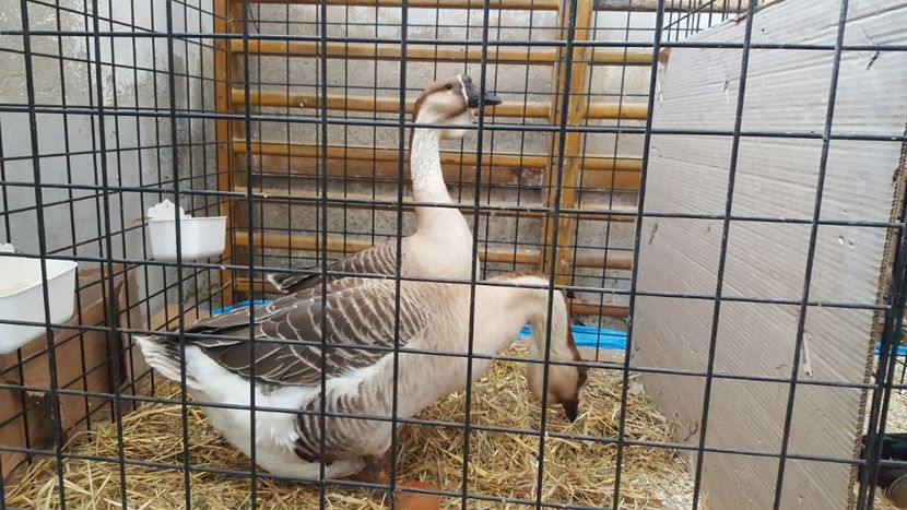  - Expo locala sebes 2018