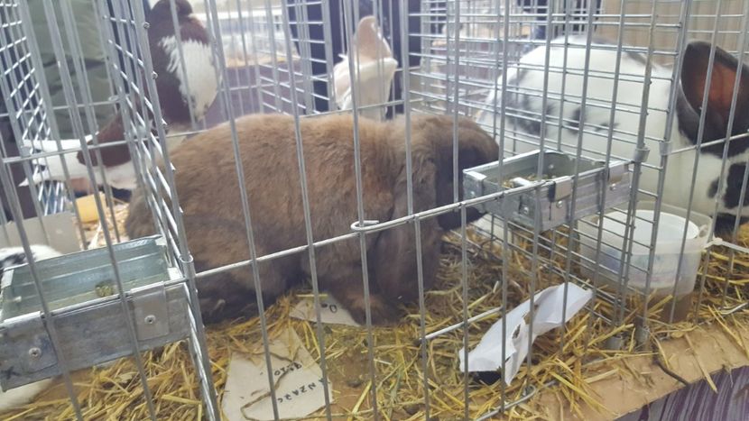  - Expo locala sebes 2018