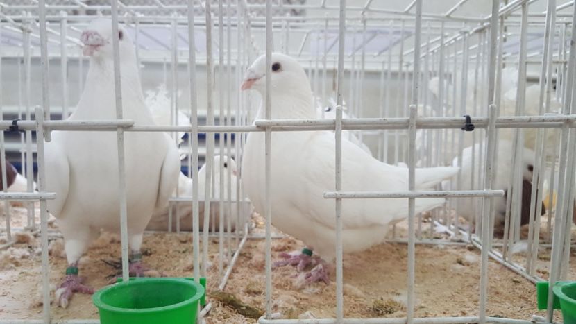  - Expo locala sebes 2018