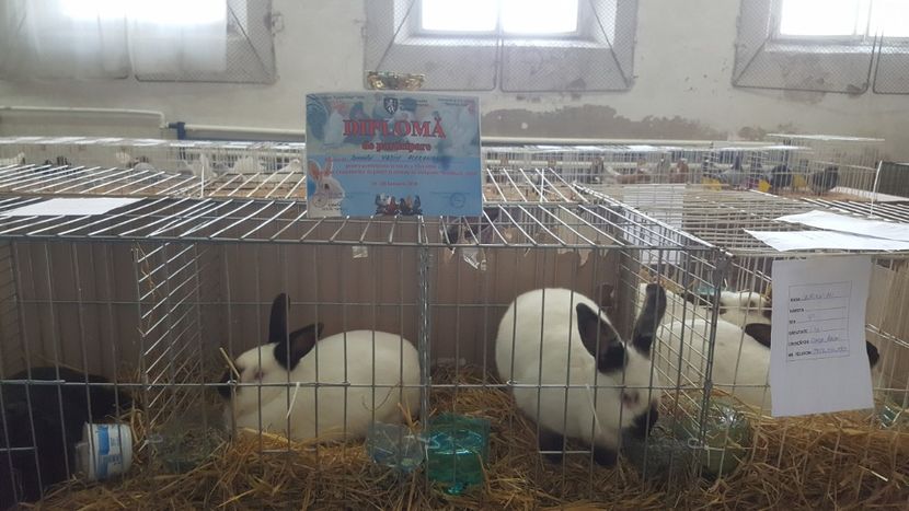  - Expo locala sebes 2018