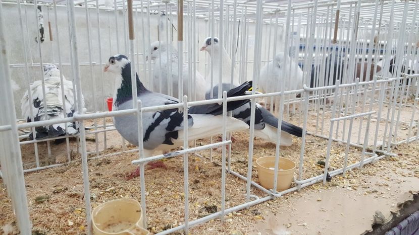  - Expo locala sebes 2018