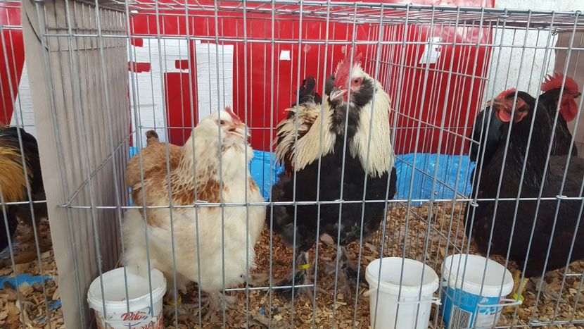  - Expo locala sebes 2018