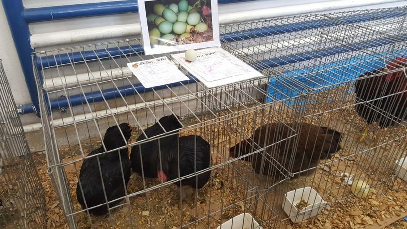  - Expo locala sebes 2018