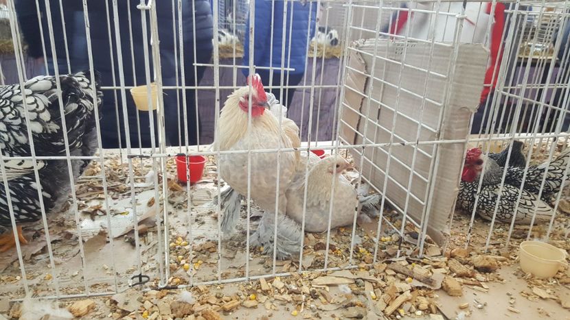  - Expo locala sebes 2018