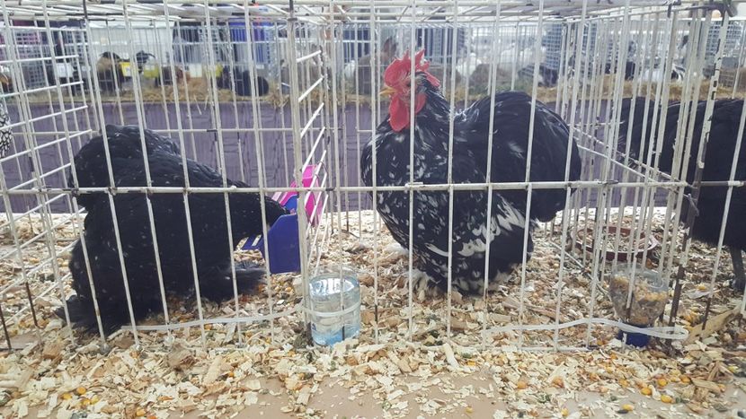  - Expo locala sebes 2018