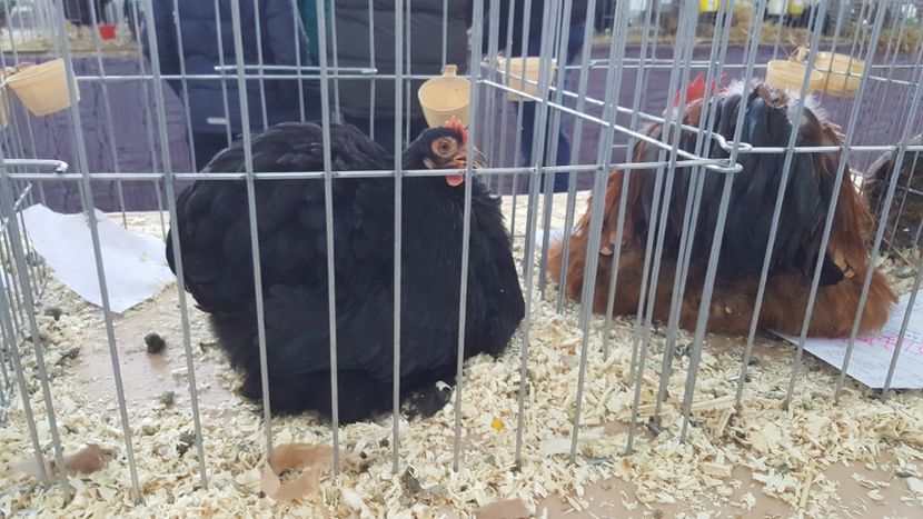  - Expo locala sebes 2018