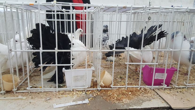  - Expo locala sebes 2018