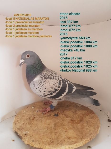 textgram_1517301483 - 5-Cativa porumbei din lotul de zbor 2018