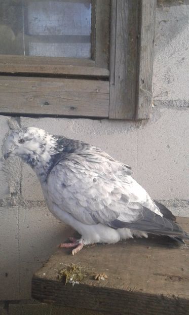 F 2017 - Cuci -Albastri- Matca 2018