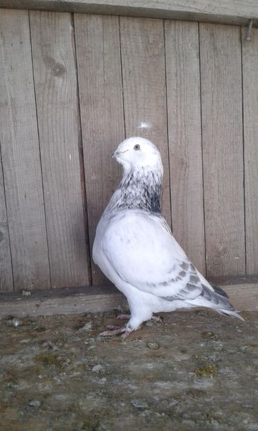 M 2017 - Cuci -Albastri- Matca 2018