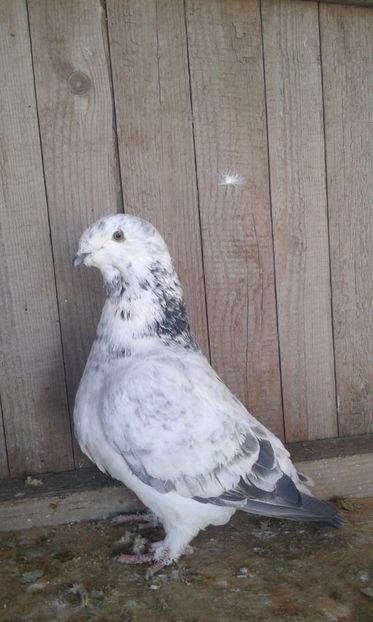 F2017 - Cuci -Albastri- Matca 2018