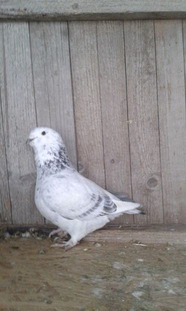 F2017 - Cuci -Albastri- Matca 2018